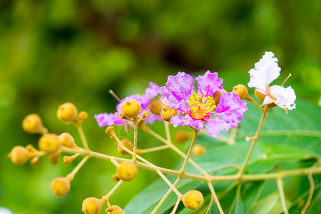 粉红小花粉色白色黄色种子植物花粉绿色热带花园叶子背景图片