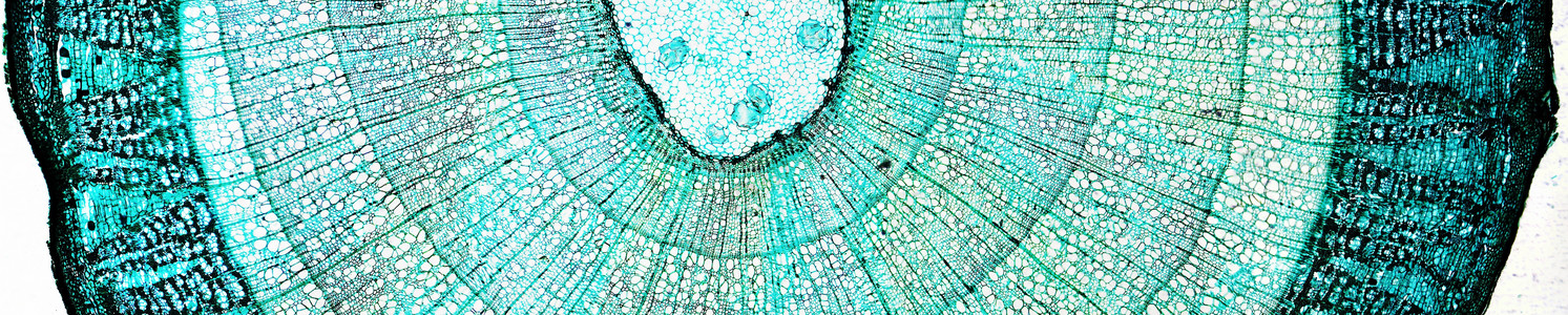 松木显微图细胞实验室松树研究木头光学宏观幻灯片光显微摄影背景图片