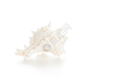 白贝壳温泉风格白色野生动物海洋螺旋海滩工作室纪念品装饰背景图片