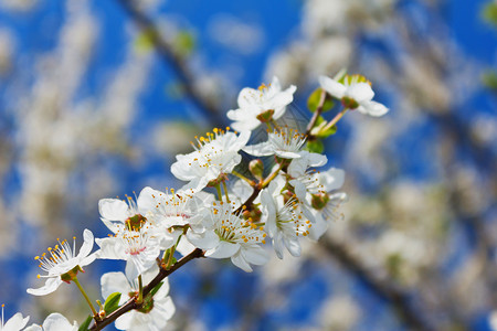 春日蓝天背景的花朵布罗索梅德苹果树蓝色晴天果树宏观树叶花瓣天空季节卡片背景图片