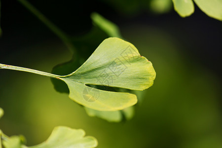 特写树叶活力植物叶子力量草本绿色草本植物头脑小枝药剂背景图片