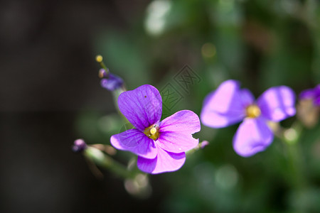 紫花朵花瓣叶子紫色太阳宏观背景图片