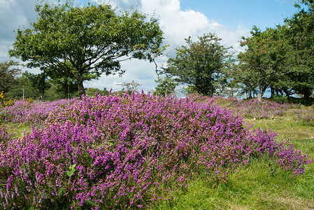 达特英国国家公园Moorland上的海瑟场景草原国家山脉场地乡村沼泽地荒地中提琴草地背景