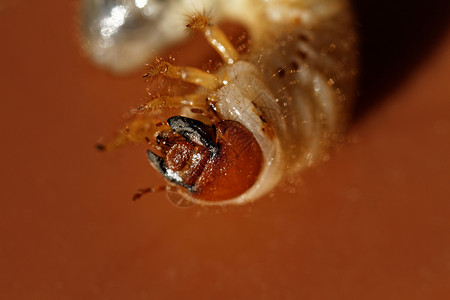 甲壳虫幼虫梅洛龙塔漏洞花园细胞风车甲虫毛虫动物学昆虫学动物植物背景图片