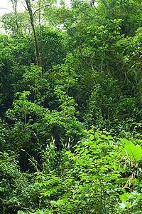厄瓜多尔的云林绿色植物蕨类擦洗植被衬套高清图片