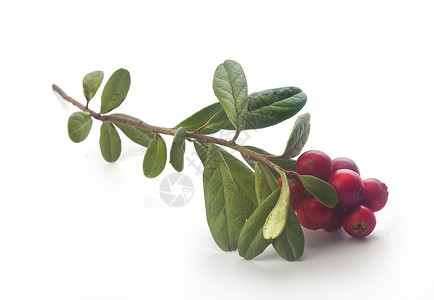 椰莓绿色植物群红色树叶植物背景图片