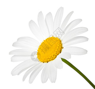 甘菊花甘菊花园花朵黄色白色雏菊宏观花瓣植物背景图片