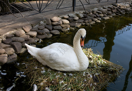 天鹅平台植物学白色池塘智慧动物背景图片