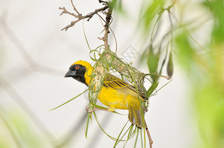 黑色的鸟南面戴面具的男织物野生动物黄色棕榈黑色面织女账单红色男性白色叶子背景