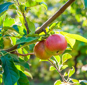 苹果树枝素材苹果树枝上的红苹果小吃生长园艺收成季节果园食物叶子饮食植物背景