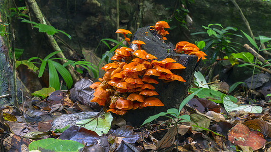 森林草原背景上的树蘑菇草药情调树菇热带异国背景图片