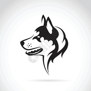 阿拉斯加雪橇犬白色背景上的狗的矢量图像 siberian 霍斯基插画