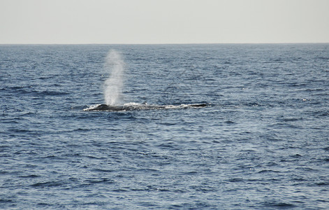 黄背鲸的呼吸背景图片