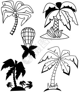 棕榈树白色可可情调椰子植物群收藏异国黑色植物树木背景图片