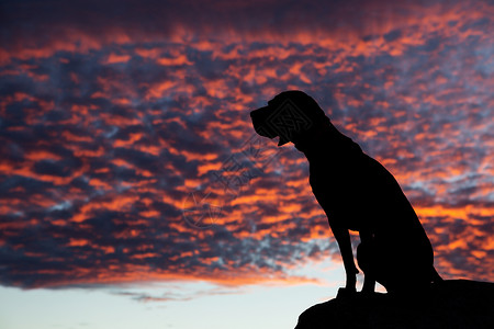 日落时的坐狗风景动物橙子宠物红色背景图片