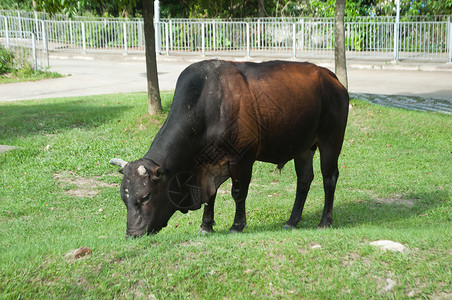 牛在田地上吃草农场环境哺乳动物国家奶牛动物背景图片