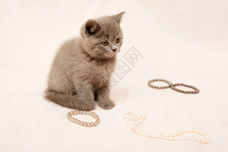 猫带珠宝素材灰小猫说谎姿势粉色珍珠食肉头发婴儿白色灰色动物背景