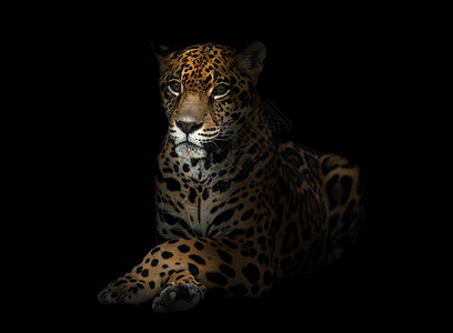 黑暗中的美洲豹豹子聚光灯豹属危险黄色动物园哺乳动物白色毛皮黑色野生动物背景图片