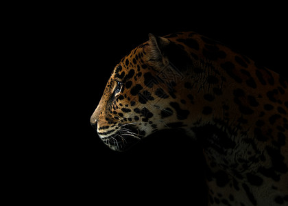 黑暗中的美洲豹豹子濒危哺乳动物毛皮食肉阴影野生动物聚光灯危险猫科豹属背景图片