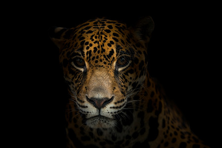 黑暗中的美洲豹豹子动物危险食肉豹属黄色毛皮猎人哺乳动物聚光灯阴影背景图片