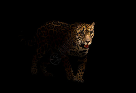 黑暗中的美洲豹豹子动物聚光灯男性食肉白色丛林野生动物哺乳动物黄色黑色背景图片