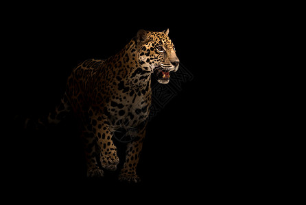 黑暗中的美洲豹豹子食肉黄色聚光灯荒野野生动物男性动物哺乳动物丛林阴影背景图片