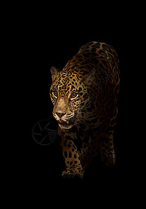 黑豹子黑暗中的美洲豹豹子食肉荒野动物白色野生动物丛林黄色聚光灯阴影男性背景