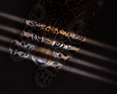 黑暗中的美洲豹背景图片