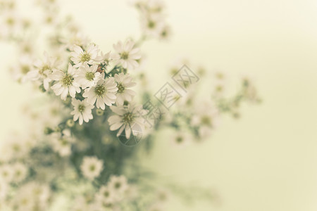 Gypsophila 花花满天星白色季节叶子生长花瓣绿色枝条背景