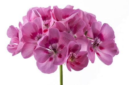 天竺葵植物粉色花瓣白色背景图片