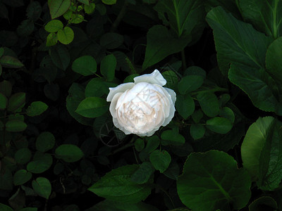 白色玫瑰背景的绿色树叶花瓣叶子植物花朵背景图片