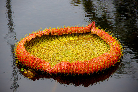 维多利亚物种的莲花叶高清图片
