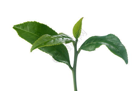 茶叶分支绿色枝条植物叶子热巴植物群背景