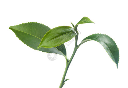 茶叶分支枝条植物热巴叶子绿色植物群高清图片
