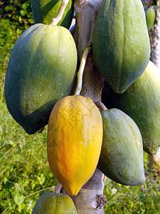 树上的红木瓜维生素果汁木瓜情调农场种植园收成食物热带橙子背景图片