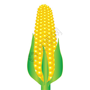 玉米碴子玉米的耳朵流行音乐蔬菜宏观叶子食物收成粮食生产植物迷宫插画
