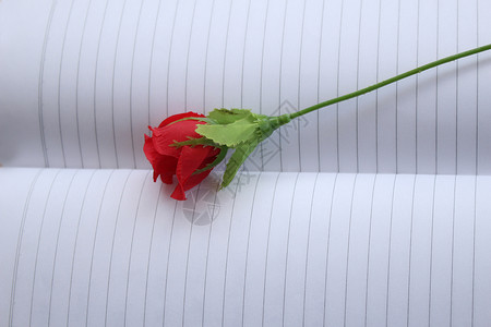 笔记本上的塑料玫瑰花瓣红色配饰背景图片