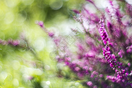 秋后带丁香的阴谋花园背景植物森林粉色色调墙纸紫色绿色背景图片