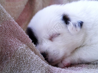 婴儿狗睡觉宠物小狗毛皮哺乳动物猎犬背景图片