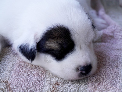 婴儿狗睡觉猎犬哺乳动物毛皮宠物小狗背景图片