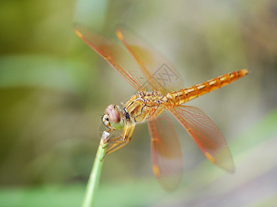 红苍蝇和黄橙子同峰公园翅膀眼睛三位一体叶子蜻蜓休息荒野背景