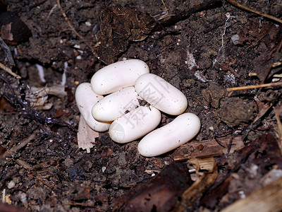 眼镜蛇蛋在地上沼泽地幼龟蛇巢物种猎物爬行动物球蟒蟒蛇池塘配种背景
