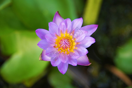 在池塘上开花美丽植物群宗教花瓣紫色荷花叶子佛教徒花园植物背景