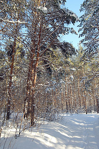 有松树的森林冬季风景降雪季节季节性木头小路冻结暴风雪阳光旅行童话背景图片