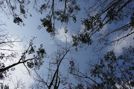 月光带天空的树枝旅行假期绿色国家树木水平森林旅游爬坡场地背景图片