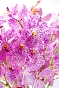 卡拉多纳花粉红莫卡拉兰花 在白色背景上被孤立疗法带子植物学石斛热带温泉异国紫色蓝藻情调背景