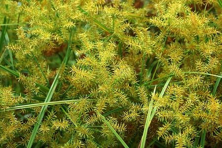 Cyperus 气味的花朵L patyrus花园沼泽热带香附生长线条芦苇叶子生活植物背景