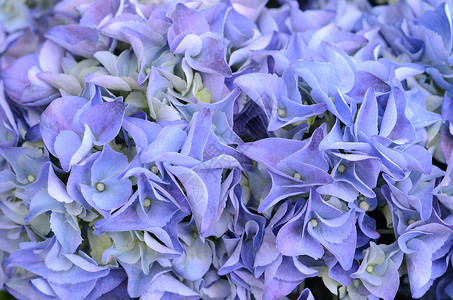 蓝花花植物群花朵园艺背景图片