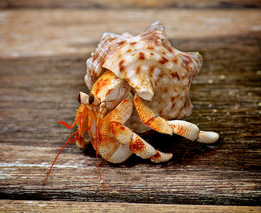 奇怪寄居蟹蟹野外动物背景居民宠物棕色黄色海滩螃蟹风化动物背景
