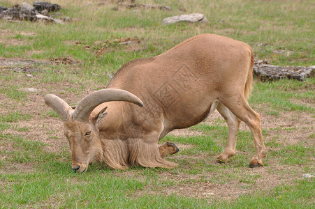棕色山羊巴克山羊哺乳动物内存野生动物棕色胡须荒野鹿角动物园喇叭动物背景